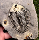 Spiny Comura Trilobite fossil - Great Preparation