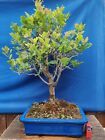 bonsai  di quercia  h 70 cm visita il negozio