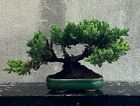 Bonsai Ginepro. Bonsai Shohin.