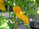 20 SEMI PEPERONCINO FATALII