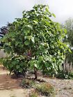 Paulonia "Paulownia tomentosa" pianta in vaso ø11 cm