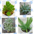 Set piante grasse succulente variegate vaso 8cm