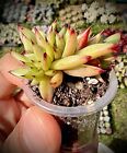 Echeveria agavoides Crestata.