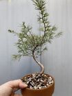 Bonsai  Cedro del Libano - Cedrus Libani