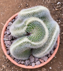 MAMMILLARIA SPINOSISSIMA CRESTATA - CACTUS - VASO Ø20