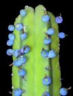 MYRTILLOCACTUS GEOMETRIZANS - BILBERRY CACTUS, 10 SEMI SELEZIONATI