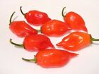 PEPERONCINO HABANERO MAYA – 50 SEMI BIOLOGICO / NON OGM