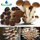 KIT COLTIVAZIONE FUNGHI PIOPPINI PANI DI FUNGO PIOPPINO SUBSTRATO DA 3 KG