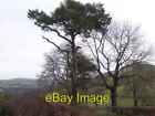 Photo 6x4 Scotch Pine Duffryn/SO2282  c2007