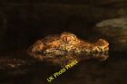 Photo 6x4 Crocodile in the Blue Planet Aquarium, Ellesmere Port One of tw c2015