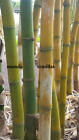 BAMBU + GRANDE del MUNDO dendrocalamus 42 Semillas  - Seeds