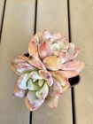 Echeveria Sugar Heart Snow