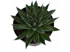 Laced Aloe Aristata| Small Plant Medium size