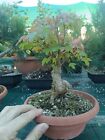 Bonsai Acero Tridente Shoin