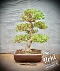 Rhododendron indicum „Hoki“ - Japan-Satsuki-Azalee BONSAI / 34 Years old