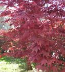 100 Semi Acero Rosso Giapponese - Seeds Acer palmatum - Japanese maple - Bonsai