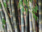 15 SEMI DI BAMBU  DENDROCALAMUS BARBATUS  "SPEDIZIONE GRATUITA "