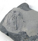 Cambrian fossil Trilobite Malungia laevigata ,very cool, No.a29