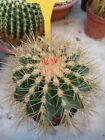 Echinocactus grusonii v.setispinus. Cactus  Piante Grasse