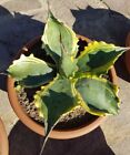 Agave Ferox Var. Ziu luiseddu 1 Rare Variegated