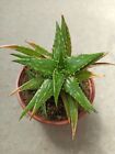 Aloe jucunda - 1 Plant