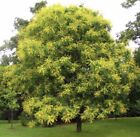 KOELREUTERIA PANICULATA 50 semi - Albero Della Pioggia d oro - Lanterne Cinesi