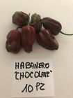 Peperoncini piccantissimi Freschi :Habanero Chocolate=10 frutti:Leggi