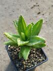 Aloe perfoliata Variegata - 1 Plant - Rare