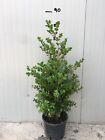 Bosso Boxus buxus sempervirens vaso 20cm