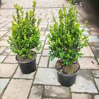 PIANTE DI BUXUS BOSSO FAULKNER VASO 18 CM ALTEZZA 35/4 CM