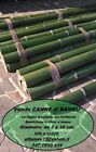 Canne di Bambù Bamboo ITALIANE, fresche, verdi, di varie dimensioni