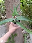 Aloe Arborescens Fiori Rossi