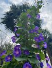 IPOMOEA PURPUREA(CAMPANELLA) RAMPICANTE, PIANTA FACILE. SPEDIZIONE TRACCIATA.