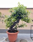 bonsai leccio Yamadori