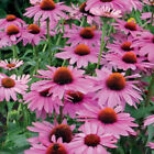 50 SEMI DI ECHINACEA PURPUREA