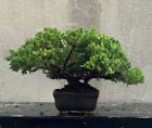 Bonsai Ginepro. Bonsai Shohin.