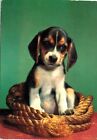 52.ANIMALI - BEAGLE CUCCIOLO VG 70