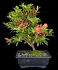 Bonsai - Azalee aus Japan - Rhododendron  ind. 35cm - SUZAKUHIME -Outdoor #3301