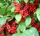 Schisandra chinensis 100x  ( bacche essicate )