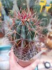 Ferocactus gracilis. Piante Grasse Cactus