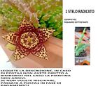 2 Piantine Grasse Stapelia Variegata, DUE Steli radicati, POSTA1 VEDERE FOTO