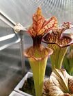 Pianta Carnivora Sarracenia ibrido Adrian Slack H113MK