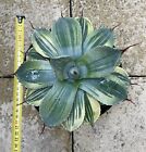 Agave Parryii Var Truncta Lime Streack Rare Variegated