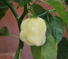 20 semi di Peperoncino Habanero White Giant