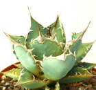 Agave titanota clone 89X -  - NO variegated