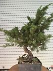 Ginepro kishu bonsai - Juniperus Kishu super