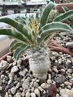 Pachypodium namaquanum