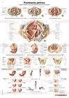 Poster anatomia umana - Pavimento pelvico