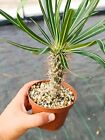 Pachypodium mikea madagascar piante grasse cactus succulente