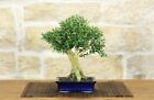 Bonsai di Bosso Harlandii (23)